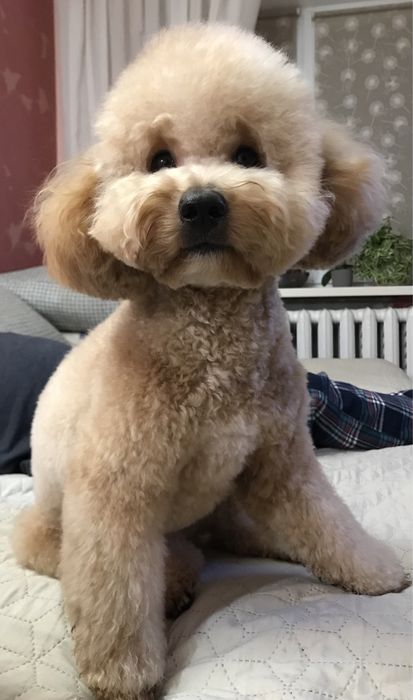 Вязка собак той пудель