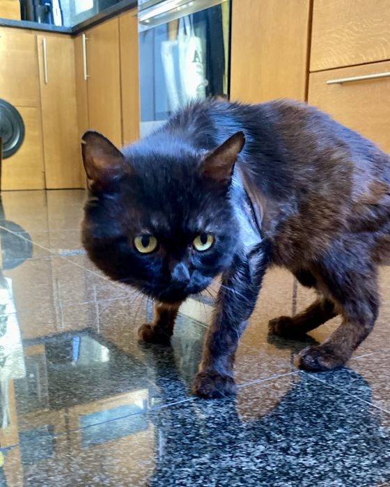 Gato para adoção responsável