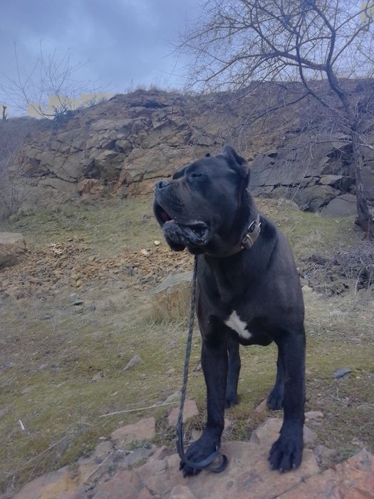 кобель Кане Корсо для вязки