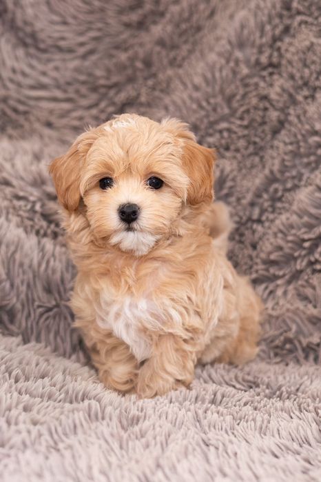 Piesek  Maltipoo