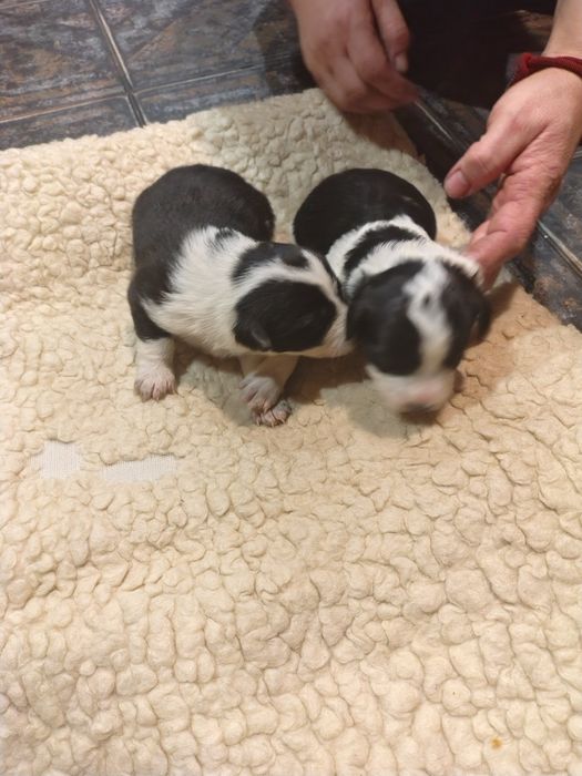 Oddam Szczeniaki po Border Collie