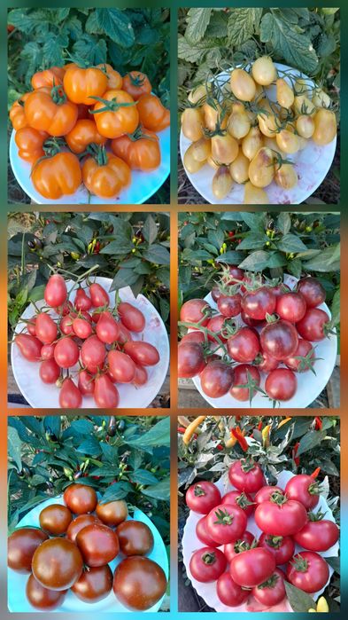 Насіння колекційних томатів