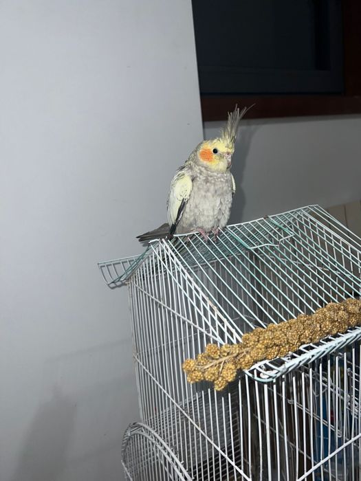 Cedo caturra anilhada