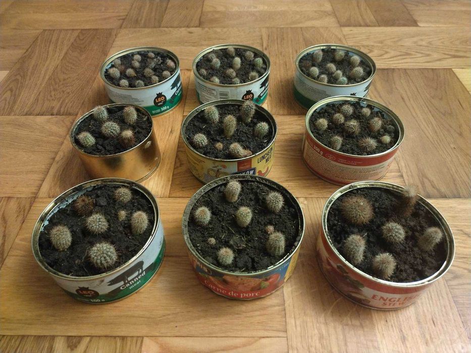 Цветущий кактус Эхинопсис