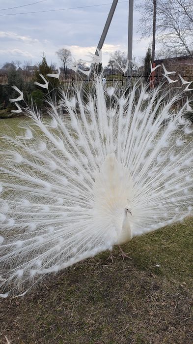 Перья индийского павлина