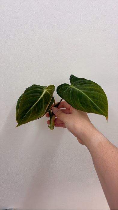Philodendron Glorious