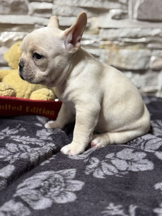 Кремовый мальчик