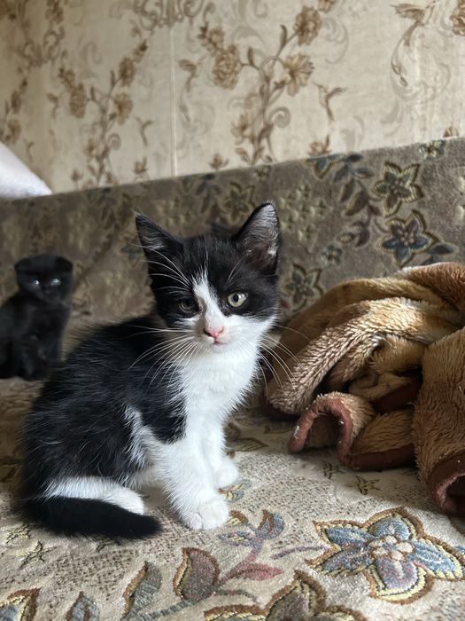 Кошенята безкоштовно