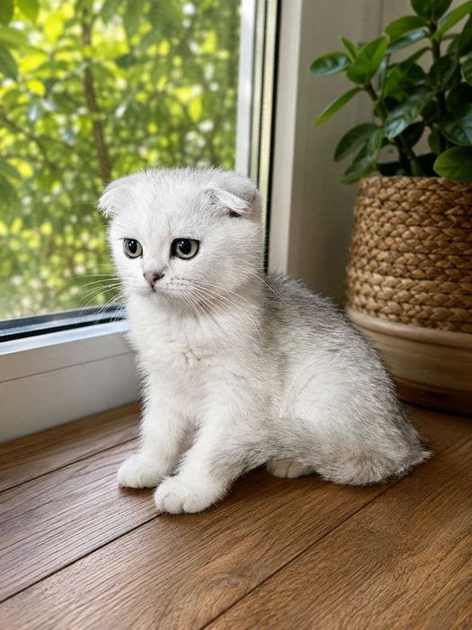 Котеночек девочка