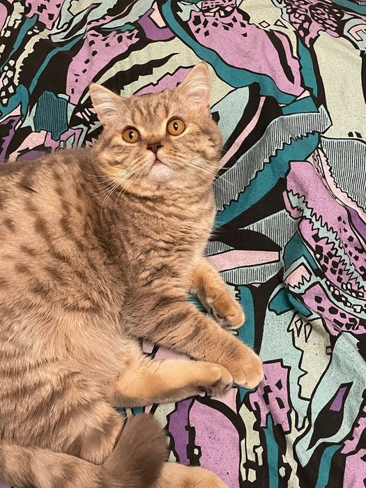 Шотландський прямовухий кіт для в'язки.. Скотіш-страйт, злучка.