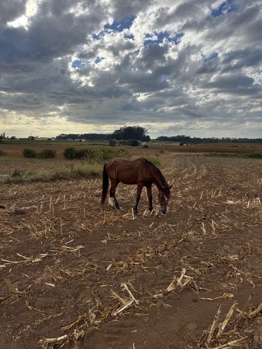 Cavalo montado e engatado