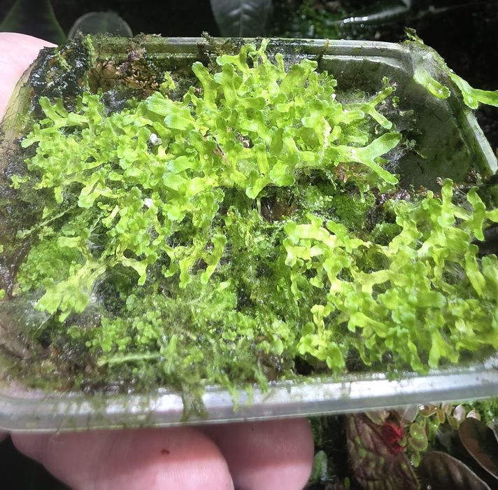 Rośliny tropikalne do terrarium, paludarium, pnącza, mchy i wątrobowce