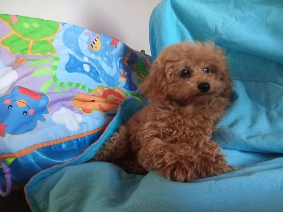 Maltipoo pieski.