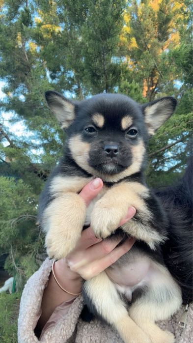 Терміново!Метис шпіца дівчинка чорно-підпала