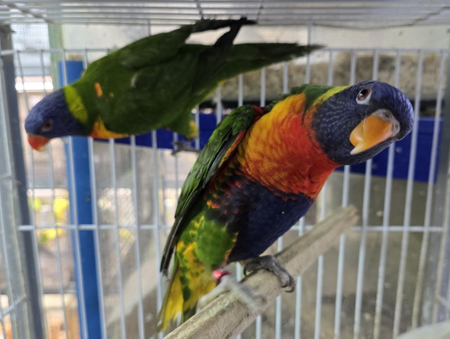 Papagaio lory demosticados