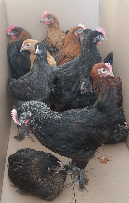 Kurczeta marans , kurczeta mix