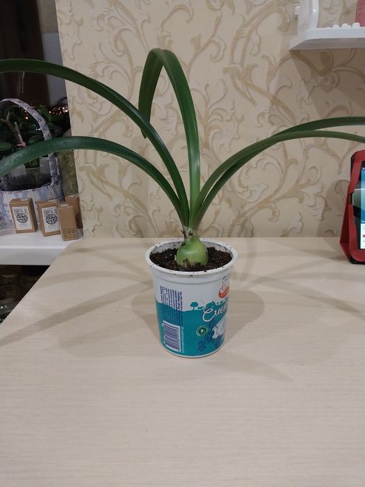 Квіточки на обмін