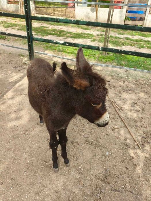 Burrinho com 4 meses