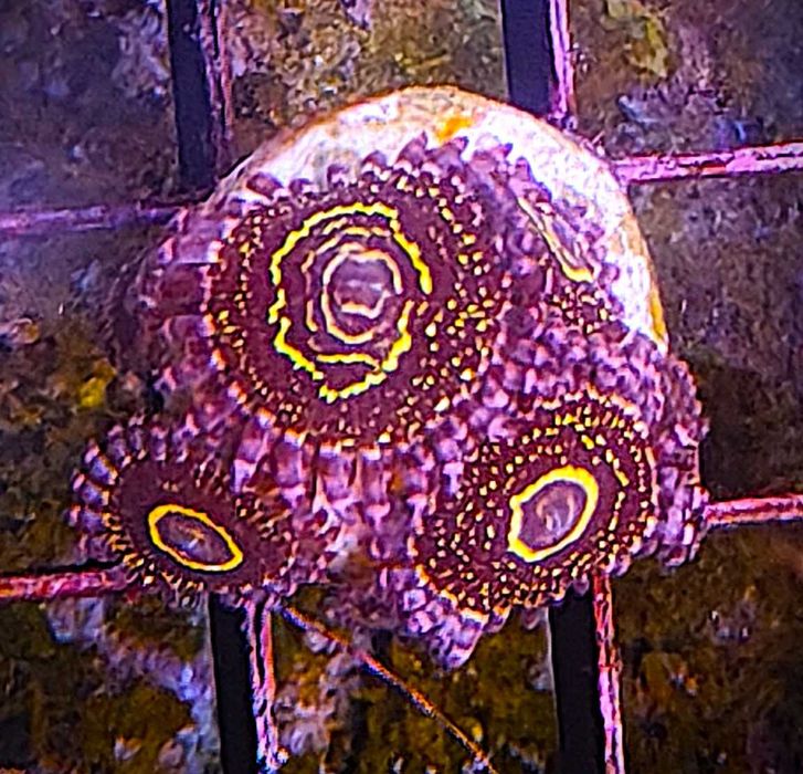 Zoanthus stratosphere. Morskie