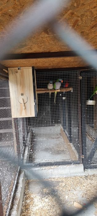 Aleksandretty 21r Para