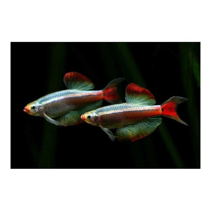 Whitecloud (Tanichthys albonubes) Falso Neon
