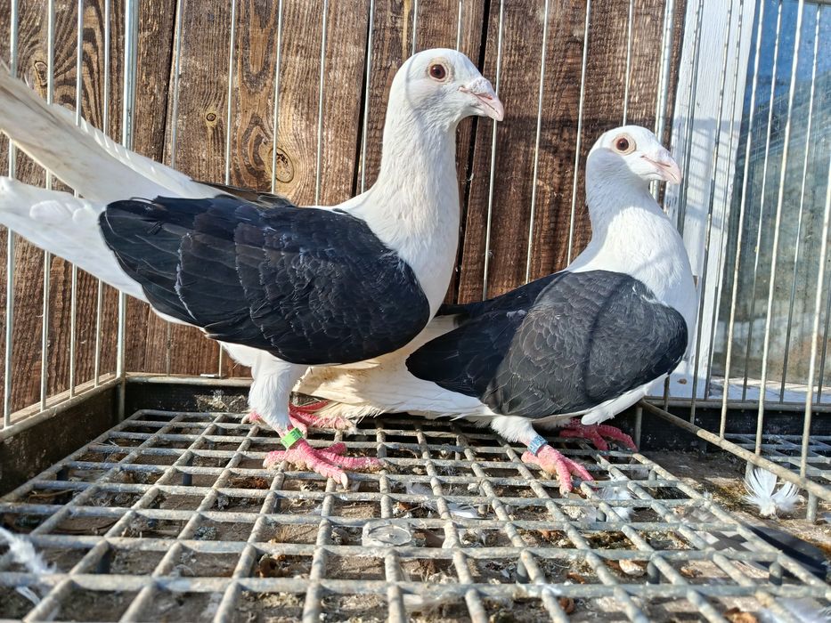 Śląskie tarczowe Śląski tarczowy