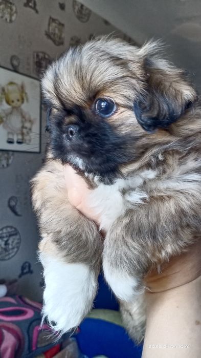 Девочка щенок пекинесик