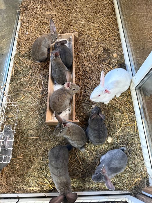 Króliki mięsne rasa srednia