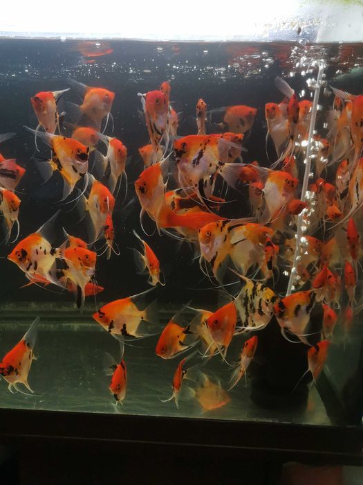 Skalar Red Devil