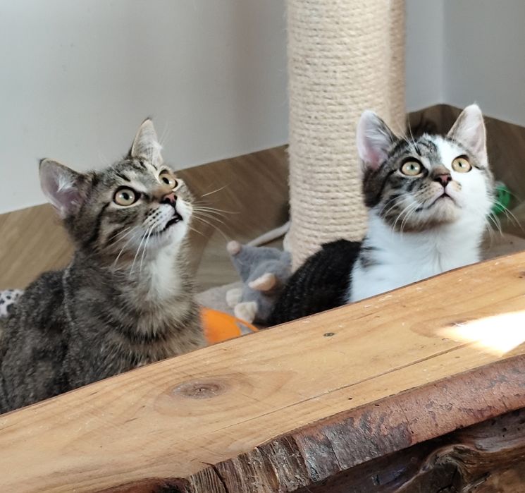 Parmezan i Chedar czekają na dom