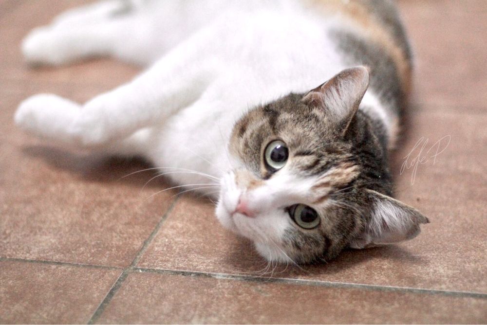 Przepiękna, kochana i młoda Taśka błaga o kochający dom!