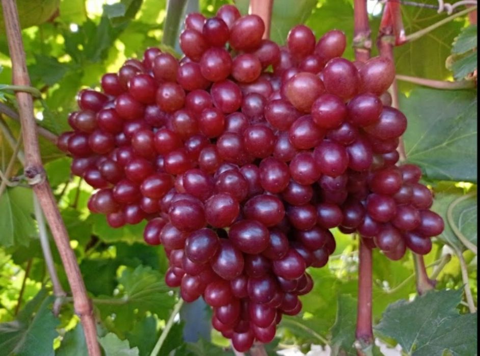 Виноград саженцы