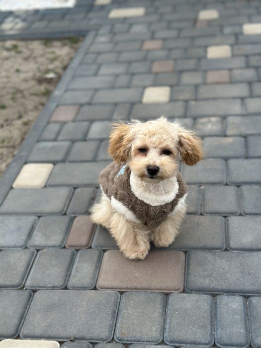 Мальтипу мальчик в продаже