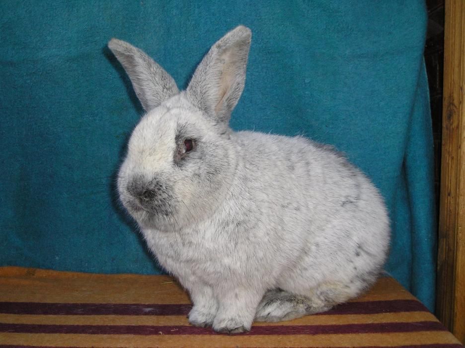 Продам кроликов європейське срібло ,европейские серебро Сумской клуб к