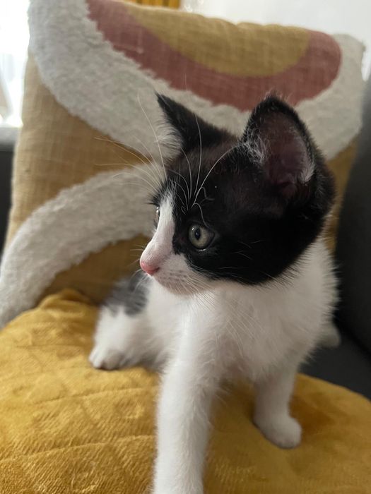 Gato para adoção responsavel