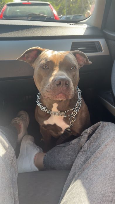 amstaff do adopcji