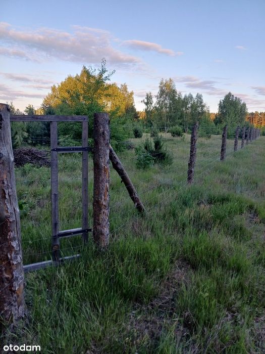 Działka 3000 m² Puszcza Notecka WZ ! Prąd. Las, jezioro, grzyby ! - Widok 4