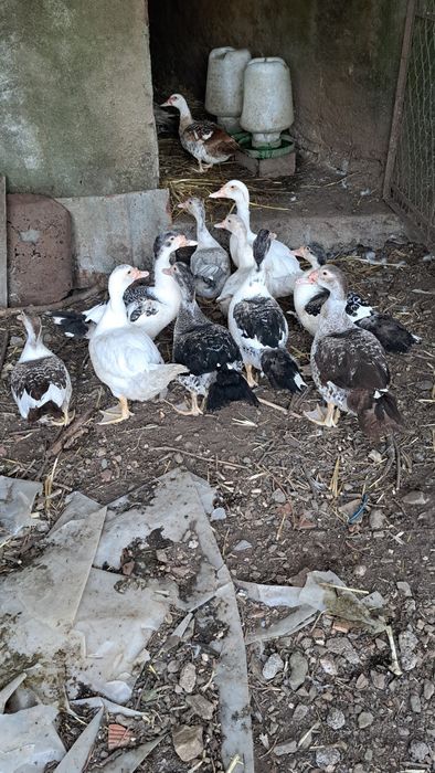 Patos com 3 meses