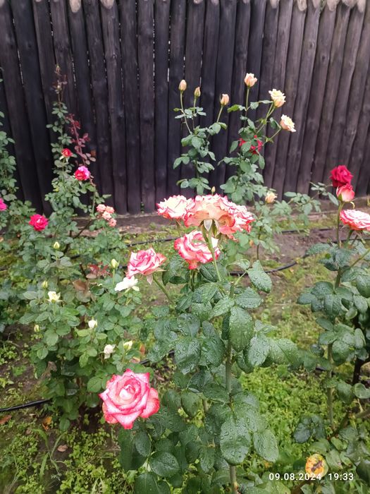 Розы букеты на праздник