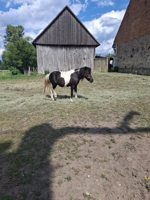 klacz kuc 115cm AMAZONKA