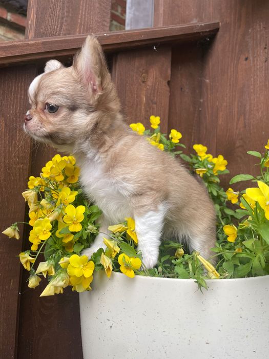 Chihuahua- piesek długowłosy