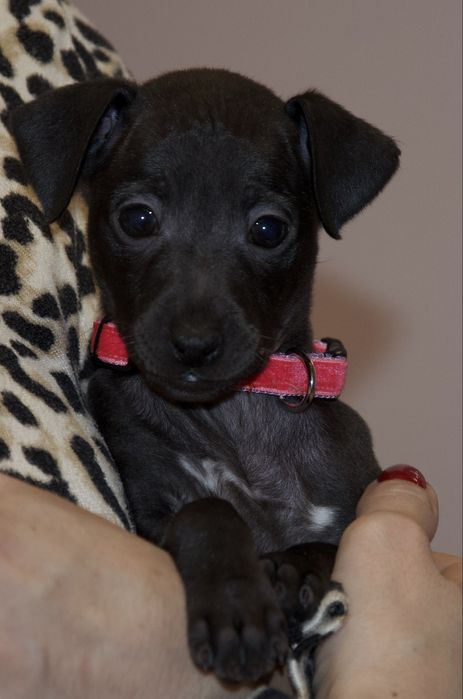 Charcik włoski sunia