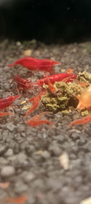 Neocardina Bloody Mary OE „Red Demon” (Orange Eye) – Kranówka!
