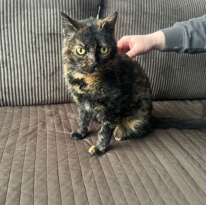 Oddana, kontaktowa i wyjatkowa kotka szuka domu