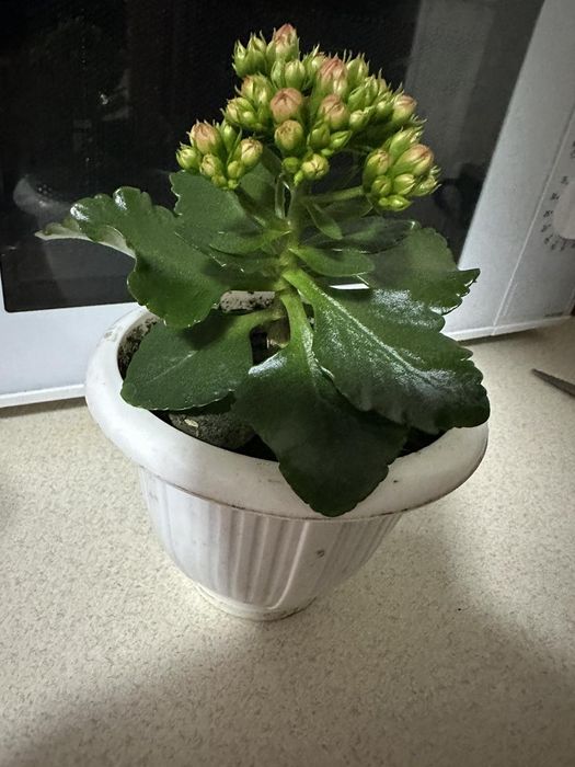 Каланхоє блоссфельда червоне