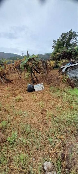 Limpeza de terrenos agrícolas e florestais