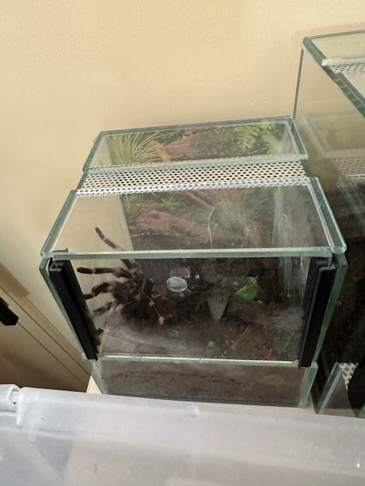 Ptasznik nhandu chromatus samiec z terrarium