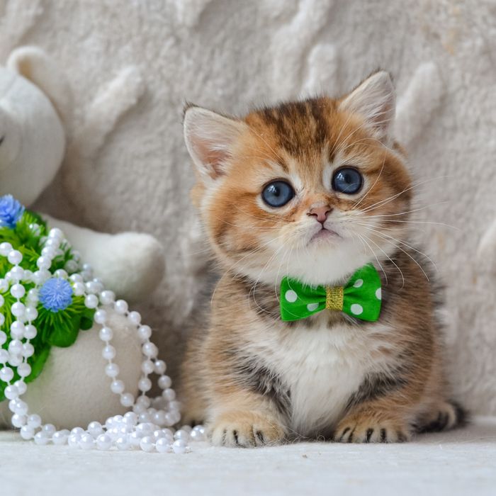 Котик манчкін Седрік