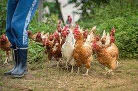 Kury nioski młode z jajkiem ROSA MESSA LEGHORN DOMINANT.Prosto z Fermy