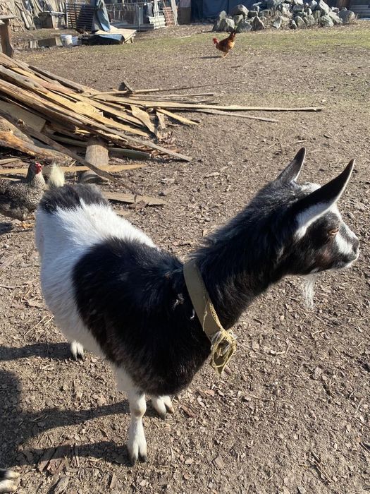 Дійна коза продаю